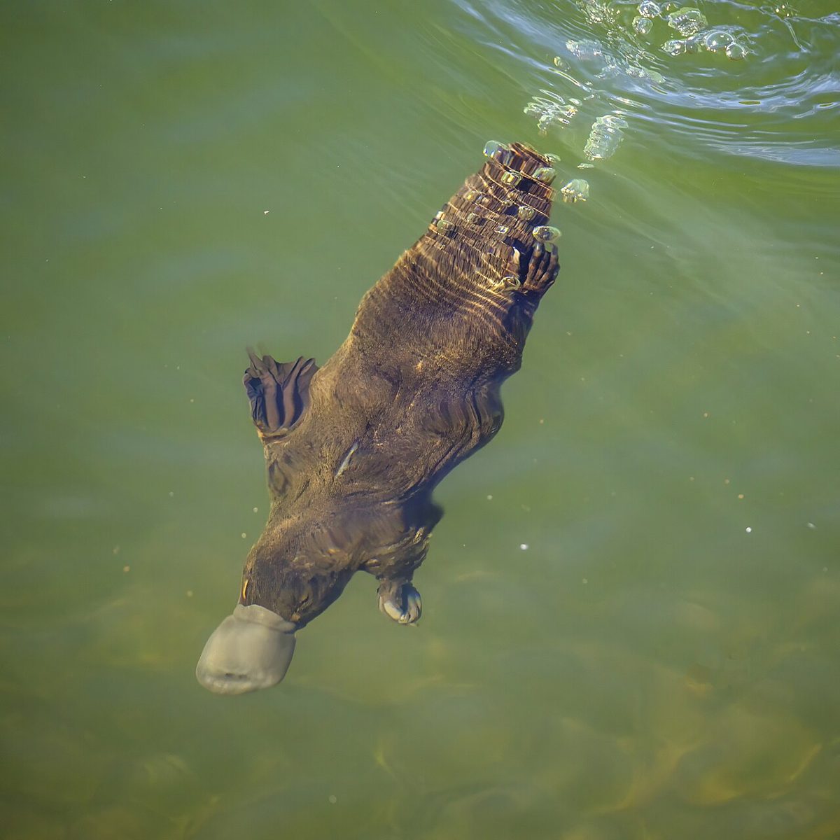 水中に潜るカモノハシのくちばしと前足