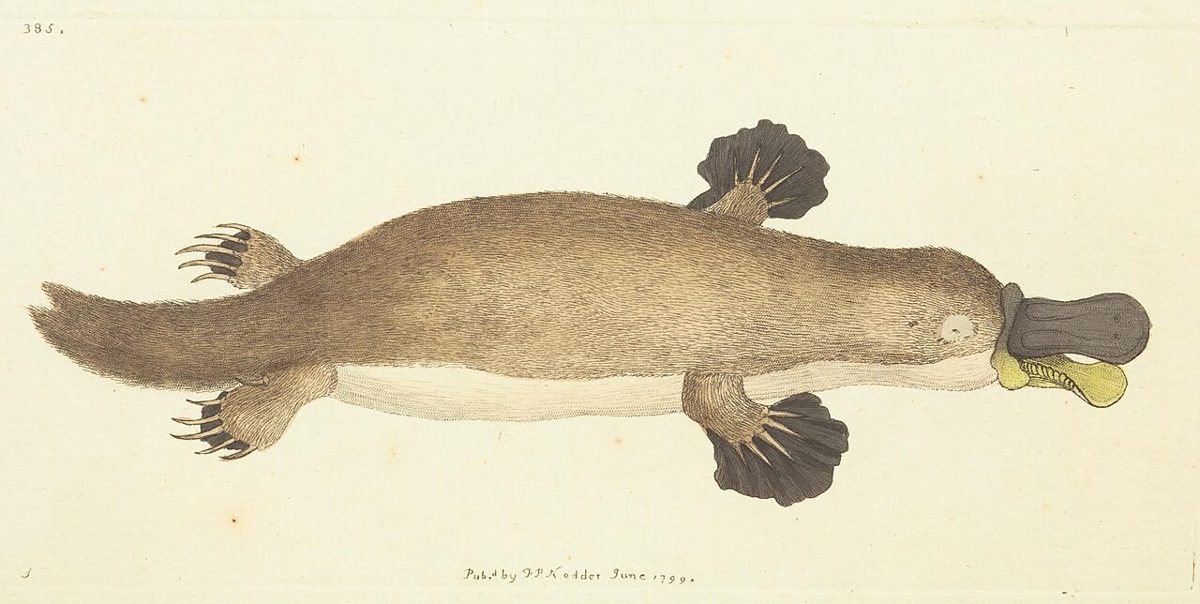 1799年のカモノハシの彩色図版