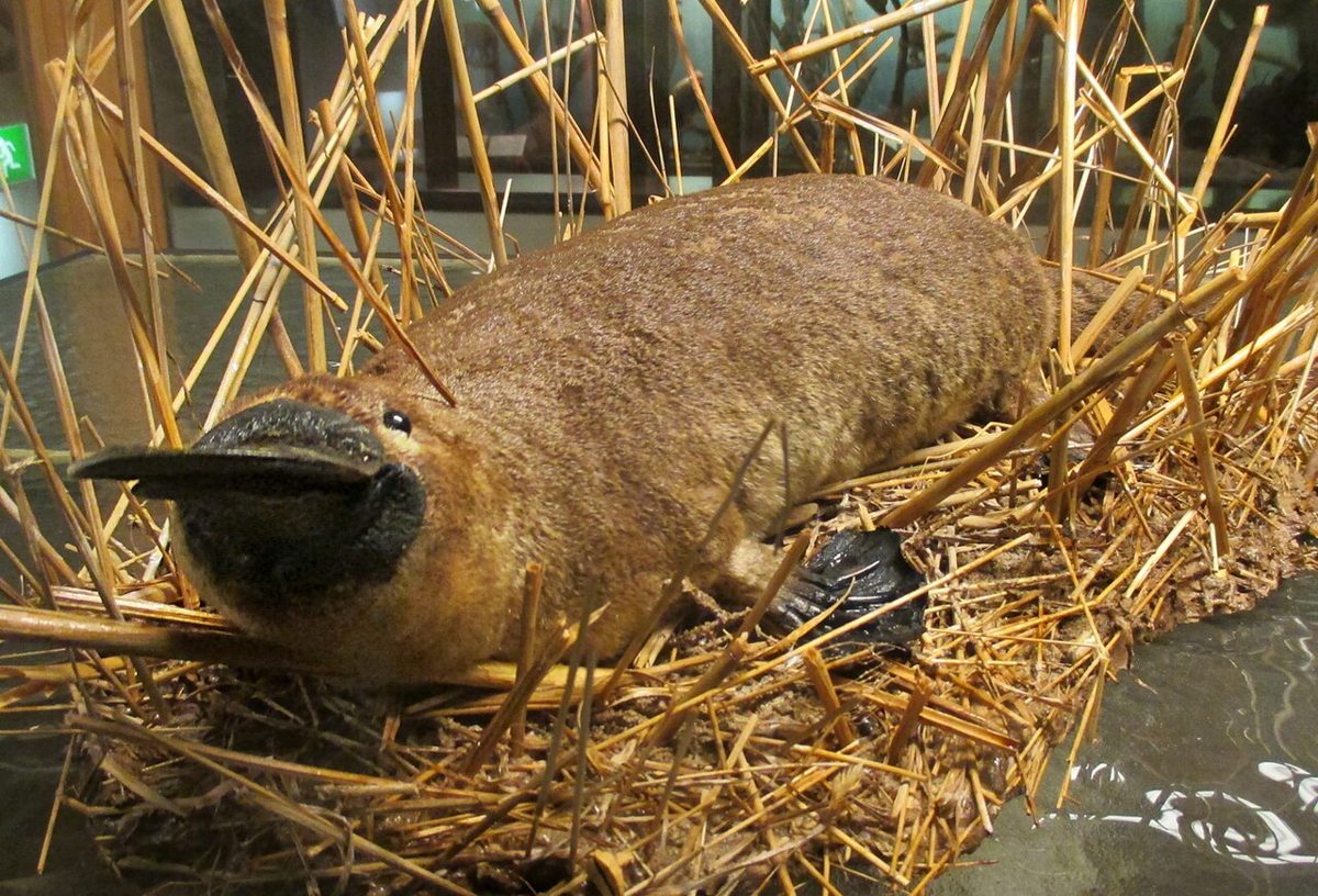 ヨーテボリ自然史博物館に展示されるカモノハシの剥製