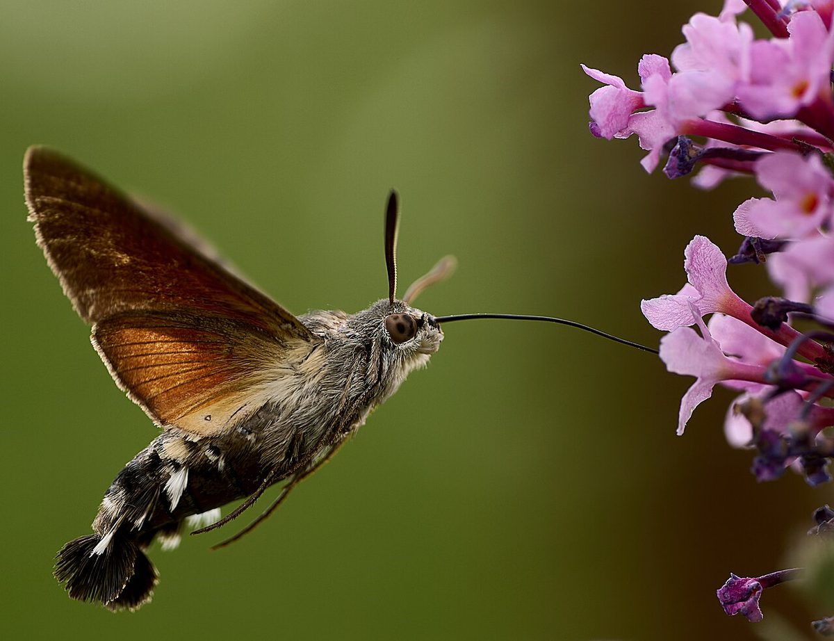 花の蜜を吸いながら空中に止まって飛ぶホシホウジャク