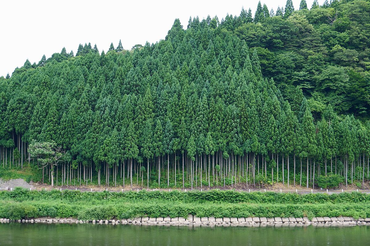 川沿いにまっすぐ並んで立つ杉の人工林