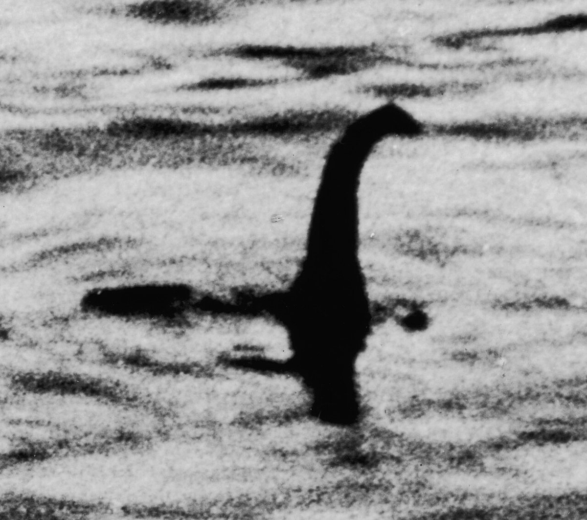 水面から細い首と小さな頭が伸びる、外科医の写真