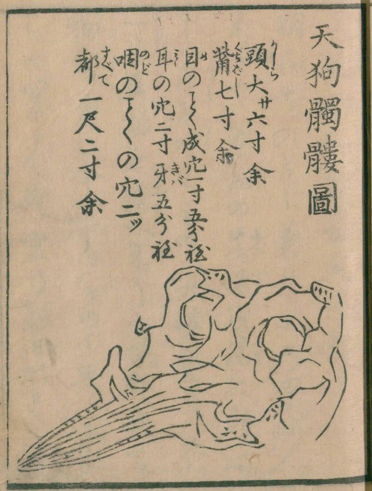 江戸時代の版本に描かれた「天狗髑髏図」。くちばしの長い頭骨の絵
