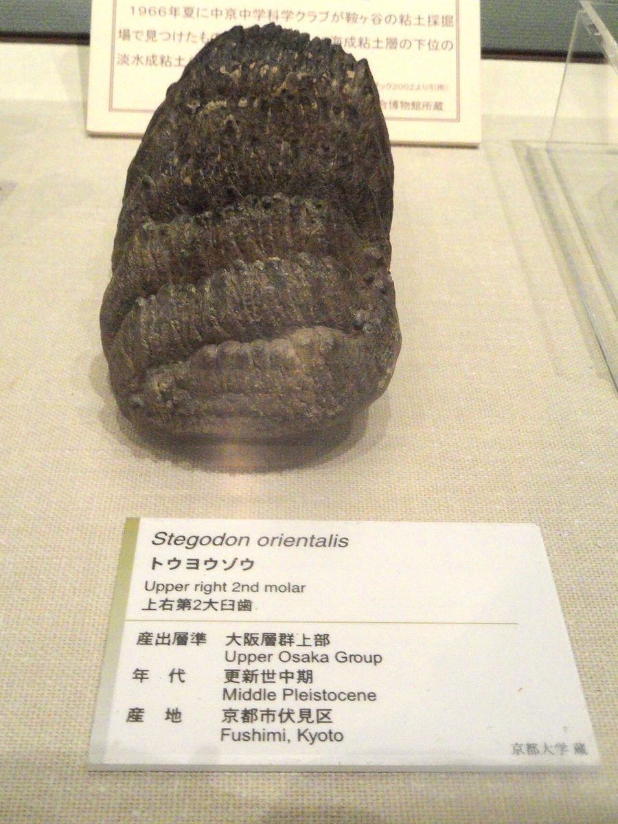 京都大学総合博物館に展示されたトウヨウゾウの臼歯の化石