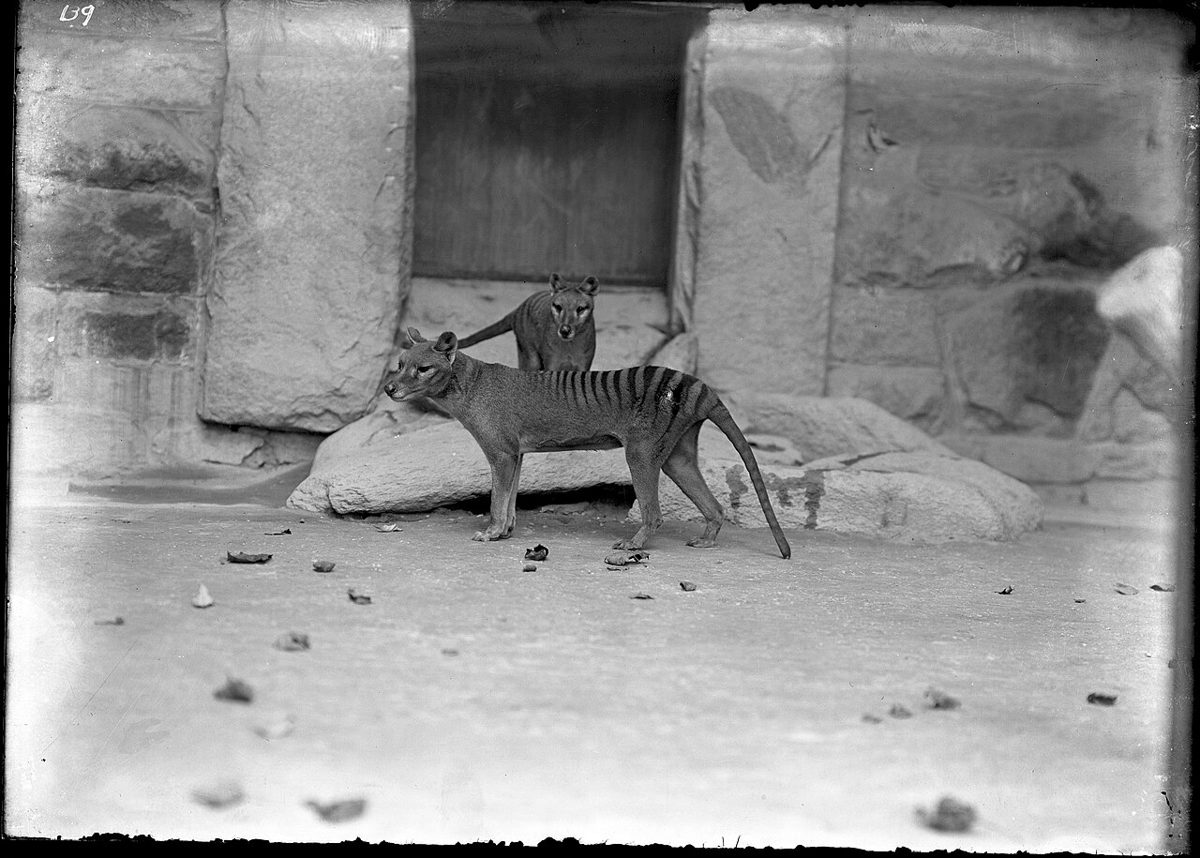 動物園の囲いの中にいる2頭のフクロオオカミを写した白黒写真