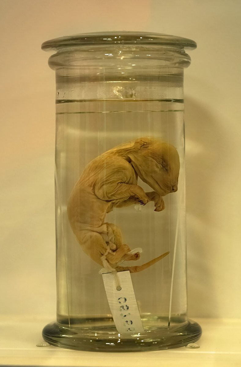 保存液の瓶に入った小さなフクロオオカミの幼獣標本