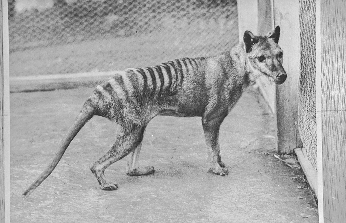 動物園の柵の近くに立つフクロオオカミの白黒写真