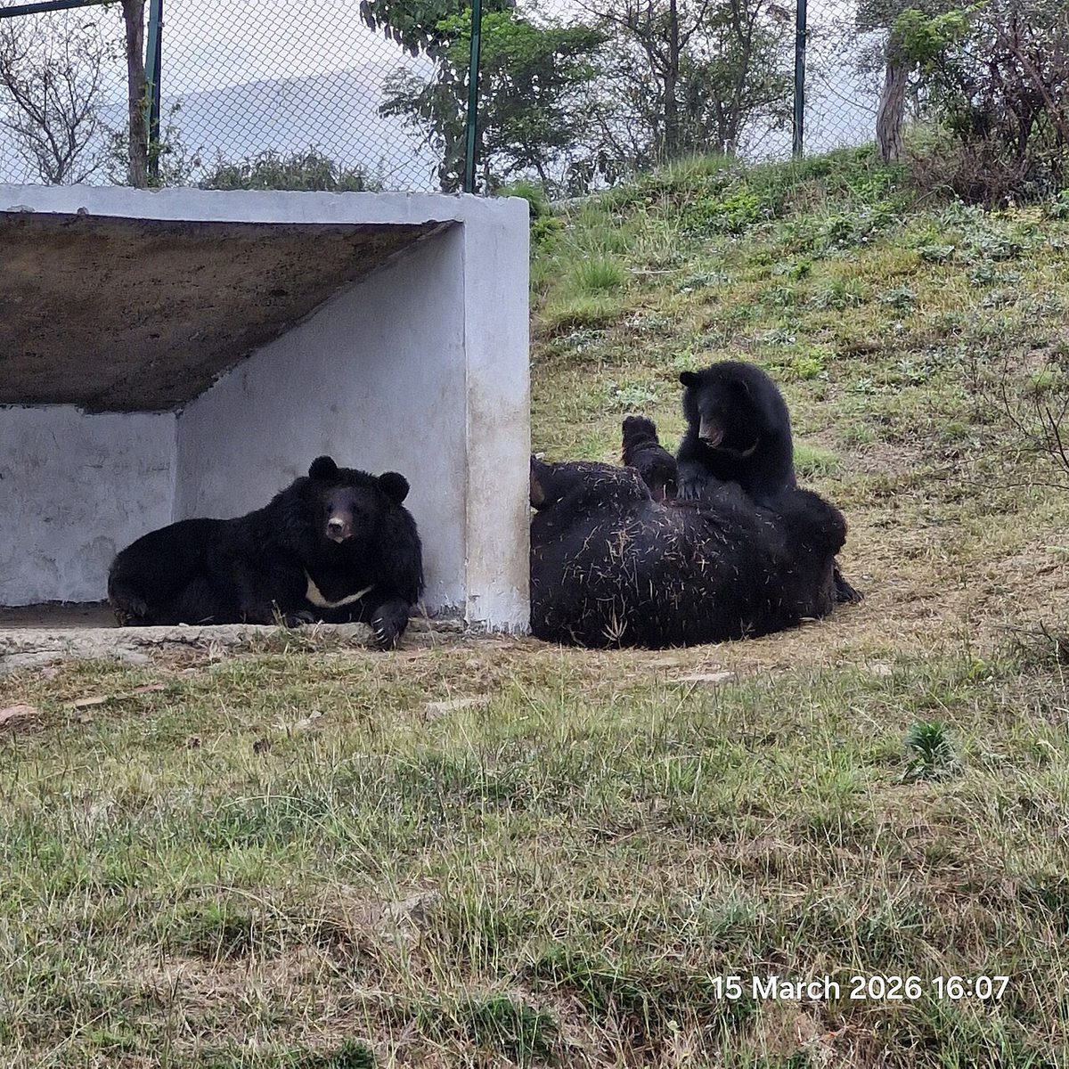胸に白い模様のある、黒い毛のヒマラヤのツキノワグマ