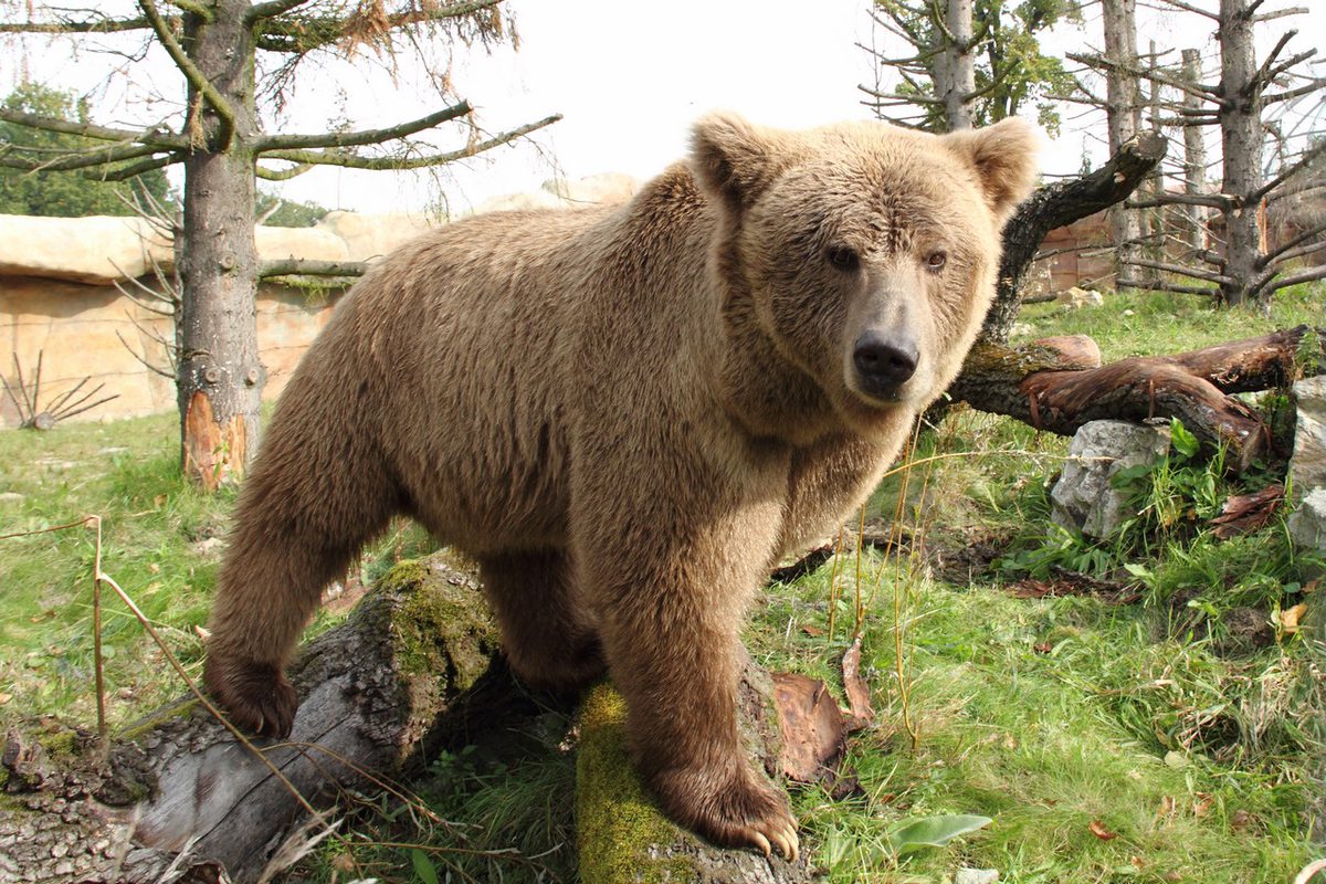 淡い茶色の毛のヒマラヤヒグマが、草の上に座っている