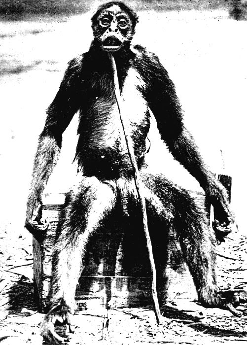 モノスに関係する画像