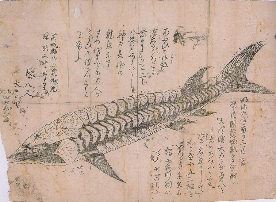 龍魚に関係する画像